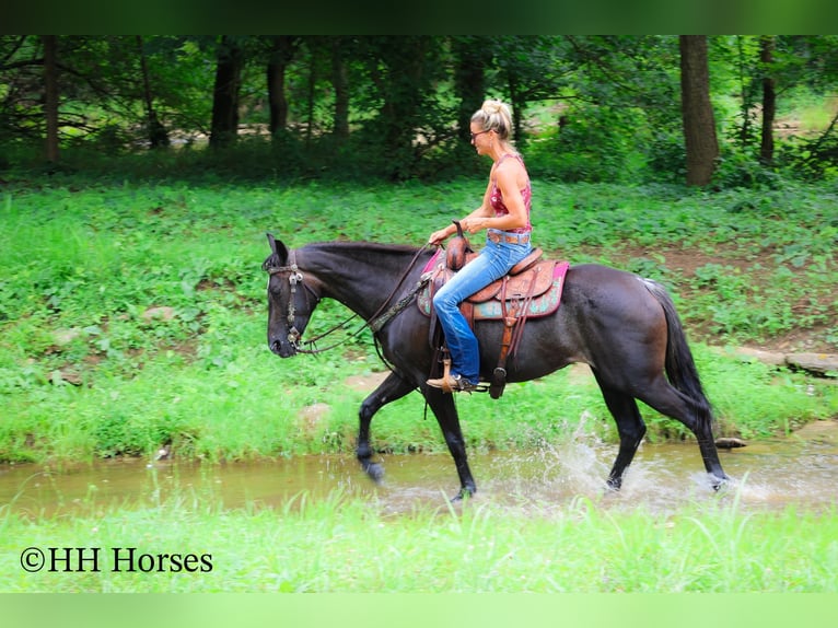 Friesen Stute 3 Jahre 152 cm Roan-Blue in Flemingsburg KY