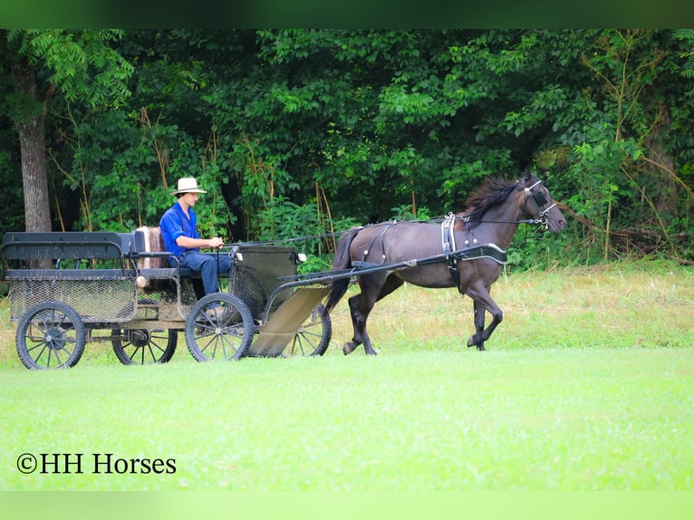 Friesen Stute 3 Jahre 152 cm Roan-Blue in Flemingsburg KY
