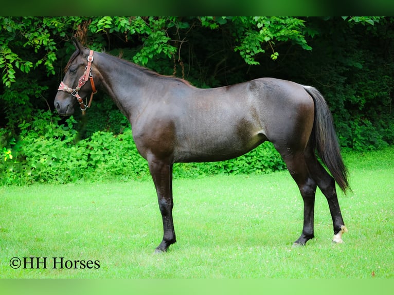 Friesen Stute 3 Jahre 152 cm Roan-Blue in Flemingsburg KY