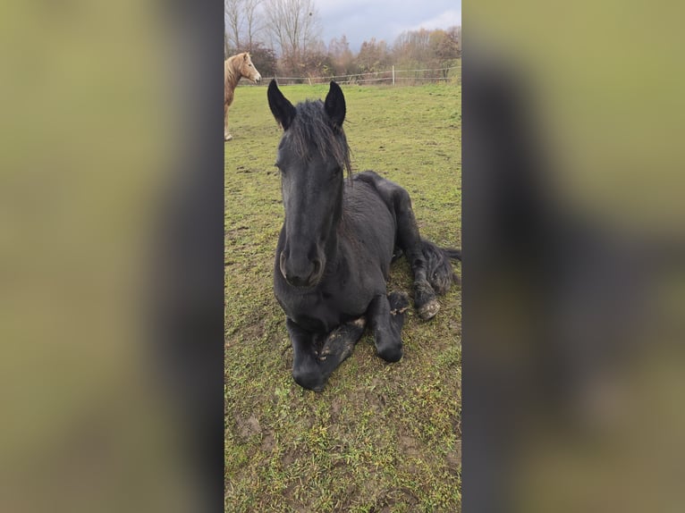Friesen Stute 3 Jahre 154 cm Rappe in Unstrut-Hainich