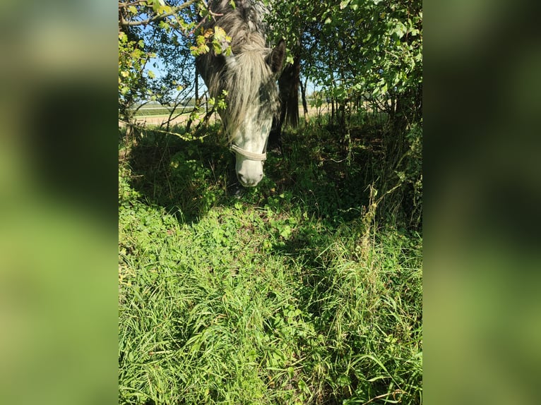 Friesen Mix Stute 3 Jahre 155 cm Schimmel in Neuenkirchen