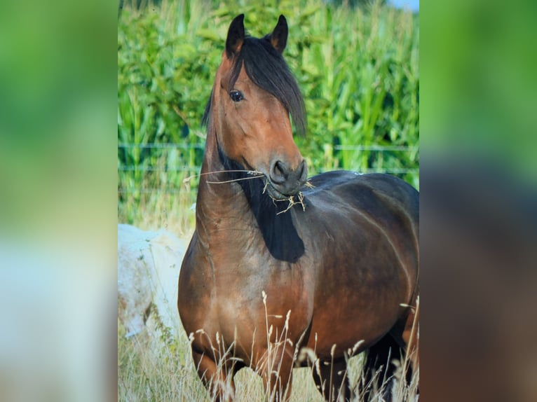 Friesen Mix Stute 3 Jahre 156 cm Brauner in Hamm