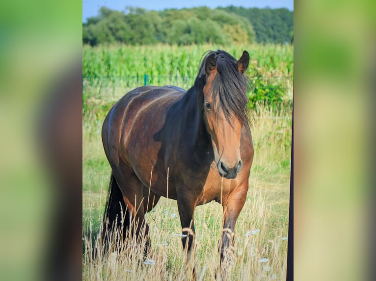 Friesen Mix Stute 3 Jahre 156 cm Brauner in Hamm