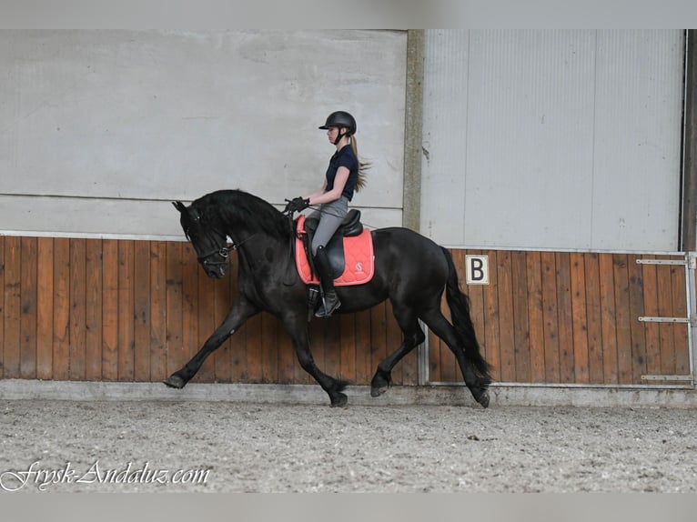 Friesen Stute 3 Jahre 156 cm Rappe in Mijnsheerenland