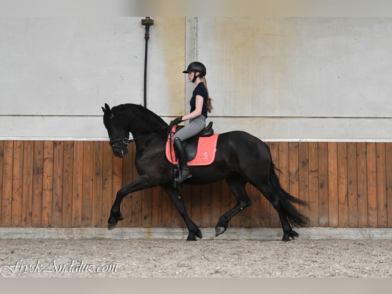 Friesen Stute 3 Jahre 156 cm Rappe in Mijnsheerenland