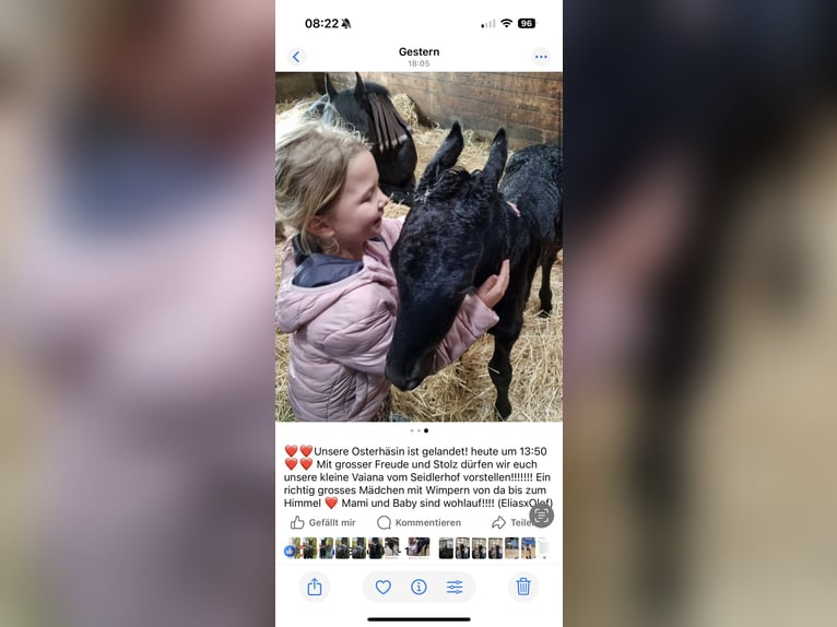 Friesen Stute 3 Jahre 158 cm Rappe in Kottingbrunn