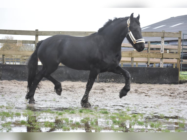 Friesen Stute 3 Jahre 159 cm Rappe in Achtmaal