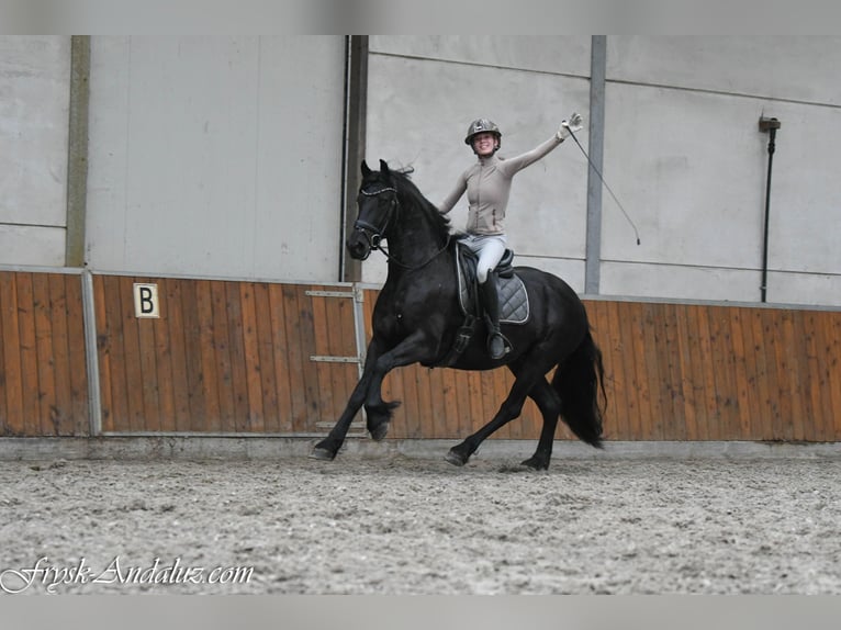 Friesen Stute 3 Jahre 159 cm Rappe in Mijnsheerenland