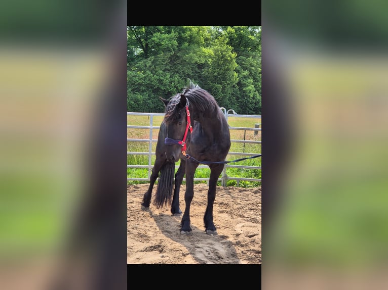 Friesen Stute 3 Jahre 160 cm Rappe in Westerau