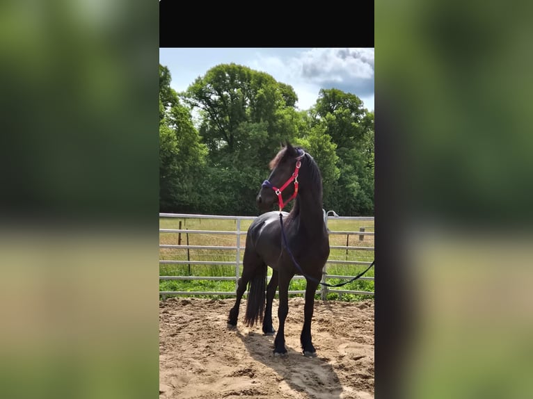 Friesen Stute 3 Jahre 160 cm Rappe in Westerau