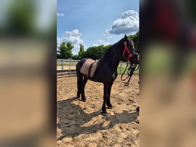 Friesen Stute 3 Jahre 160 cm Rappe in Westerau