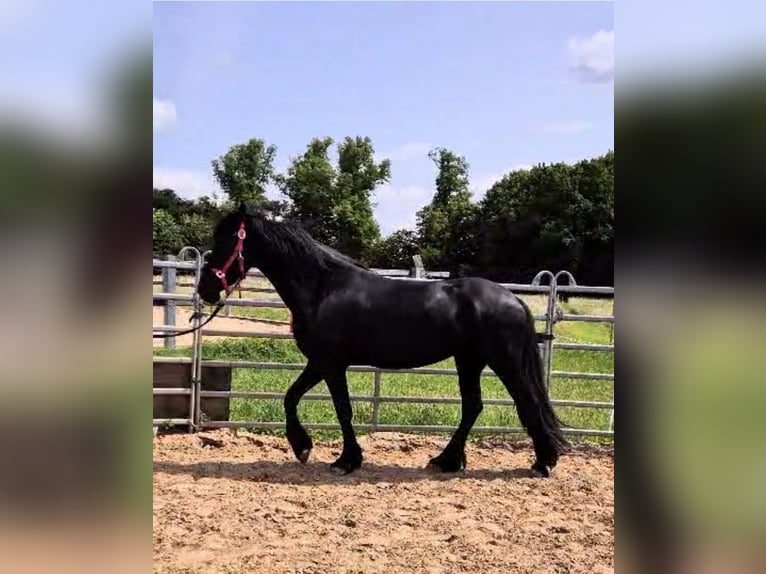 Friesen Stute 3 Jahre 160 cm Rappe in Westerau