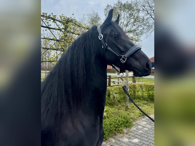 Friesen Stute 3 Jahre 160 cm Rappe in Dalen