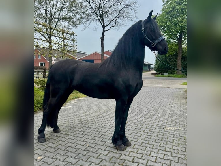 Friesen Stute 3 Jahre 160 cm Rappe in Dalen