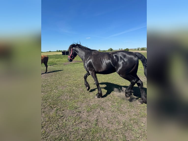 Friesen Stute 3 Jahre 160 cm Schwarzbrauner in G&#x142;az&#xF3;wMy&#x15B;liborz