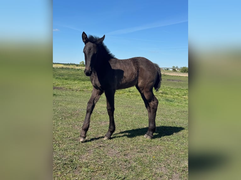 Friesen Stute 3 Jahre 160 cm Schwarzbrauner in G&#x142;az&#xF3;wMy&#x15B;liborz