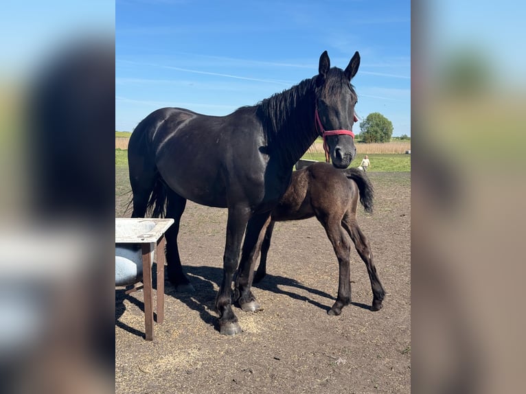 Friesen Stute 3 Jahre 160 cm Schwarzbrauner in G&#x142;az&#xF3;wMy&#x15B;liborz