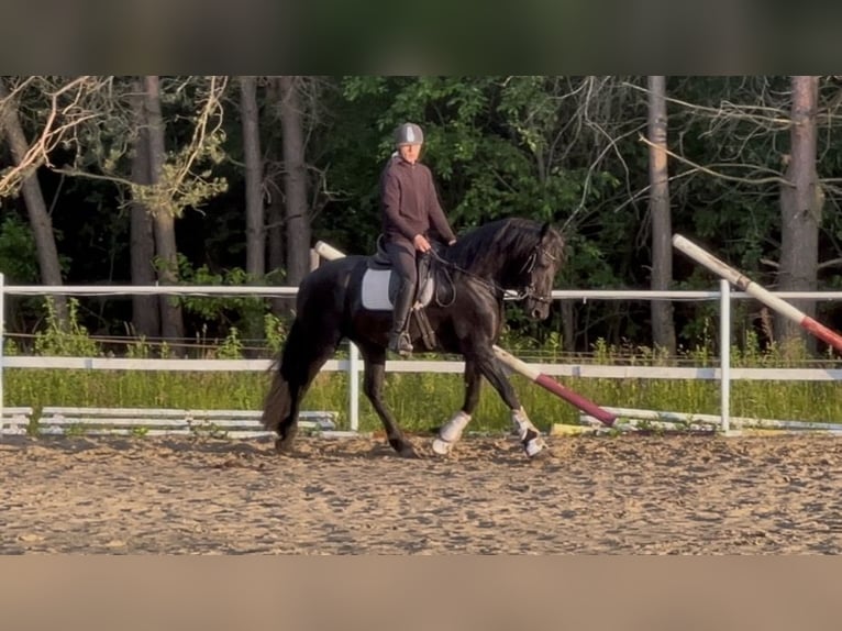 Friesen Stute 3 Jahre 161 cm Rappe in Żerocin