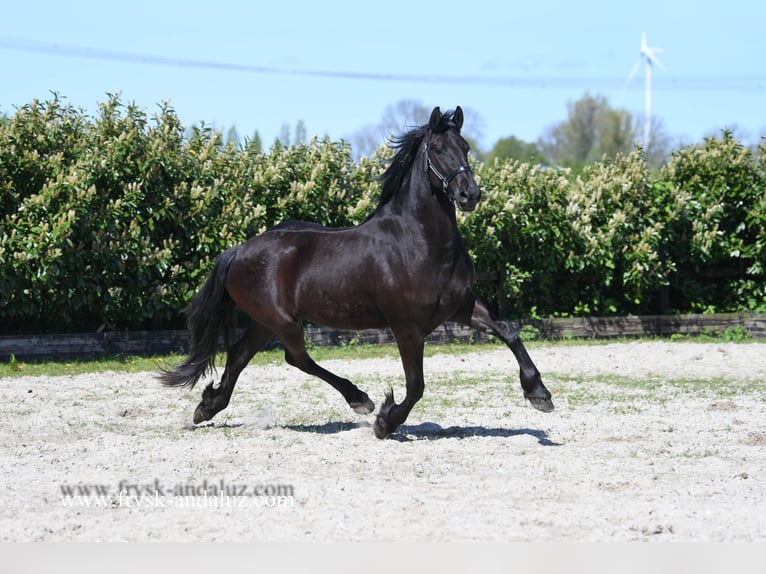 Friesen Stute 3 Jahre 162 cm Rappe in Mijnsheerenland