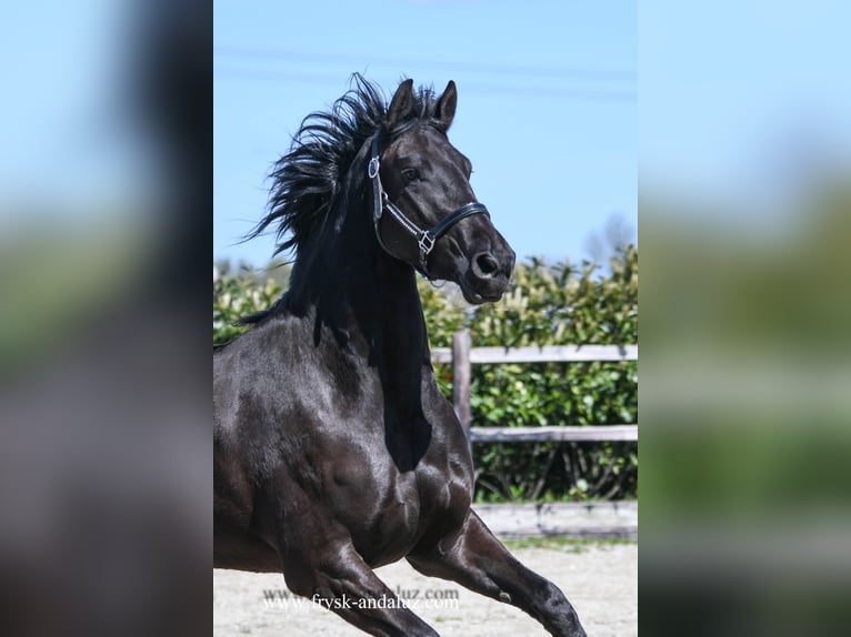 Friesen Stute 3 Jahre 162 cm Rappe in Mijnsheerenland