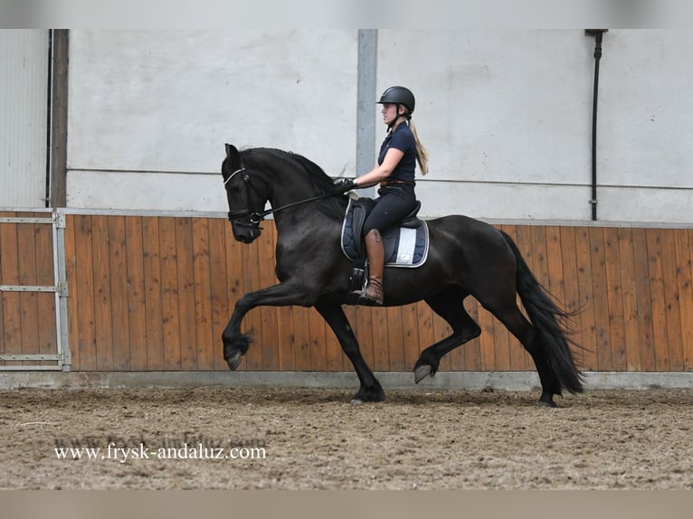 Friesen Stute 3 Jahre 162 cm Rappe in Mijnsheerenland