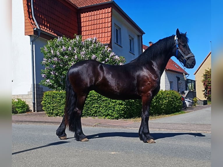 Friesen Stute 3 Jahre 162 cm Rappe in Steinheim