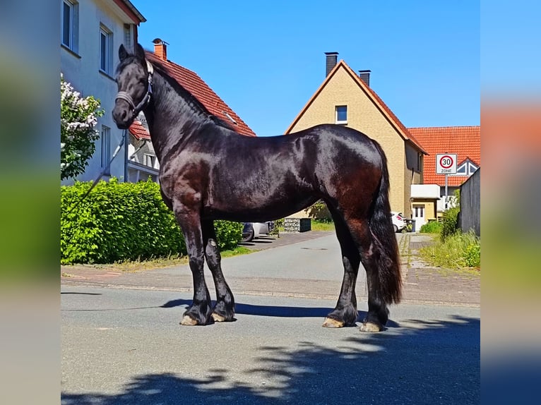 Friesen Stute 3 Jahre 162 cm Rappe in Steinheim