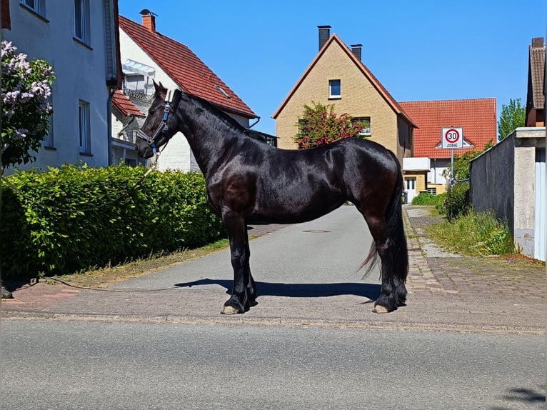 Friesen Stute 3 Jahre 162 cm Rappe in Steinheim