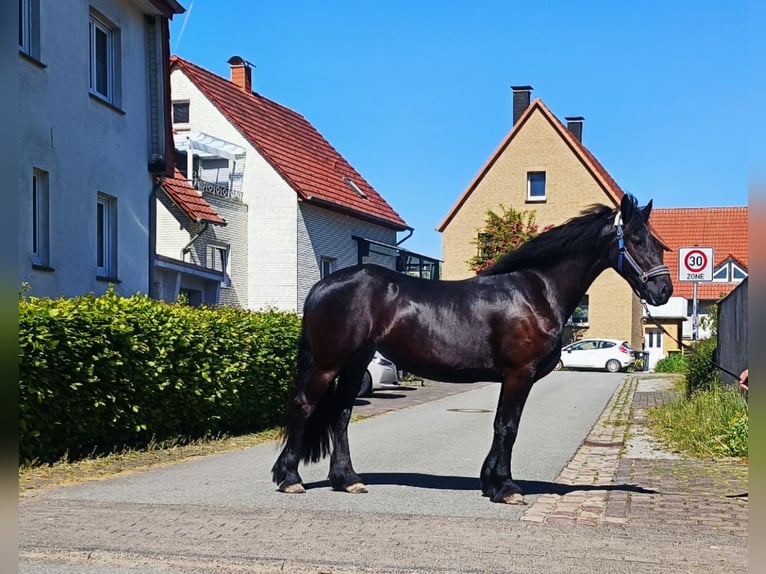 Friesen Stute 3 Jahre 162 cm Rappe in Steinheim