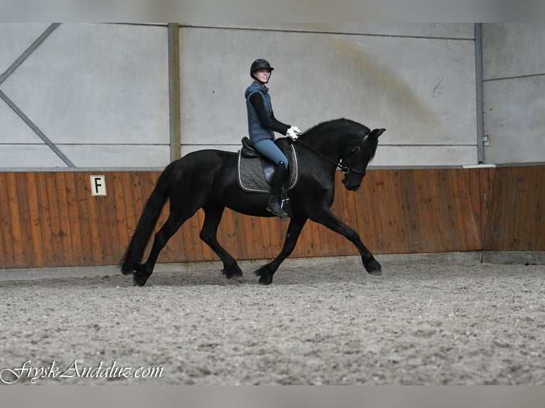 Friesen Stute 3 Jahre 162 cm Rappe in Mijnsheerenland