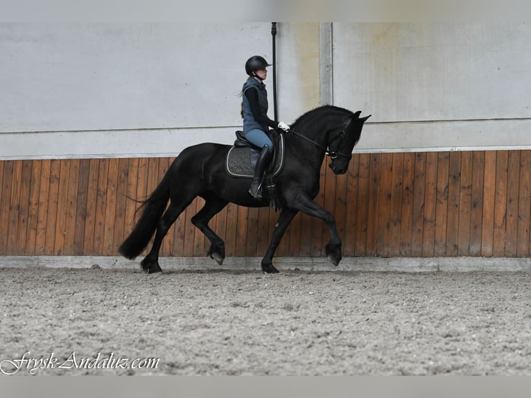 Friesen Stute 3 Jahre 162 cm Rappe in Mijnsheerenland