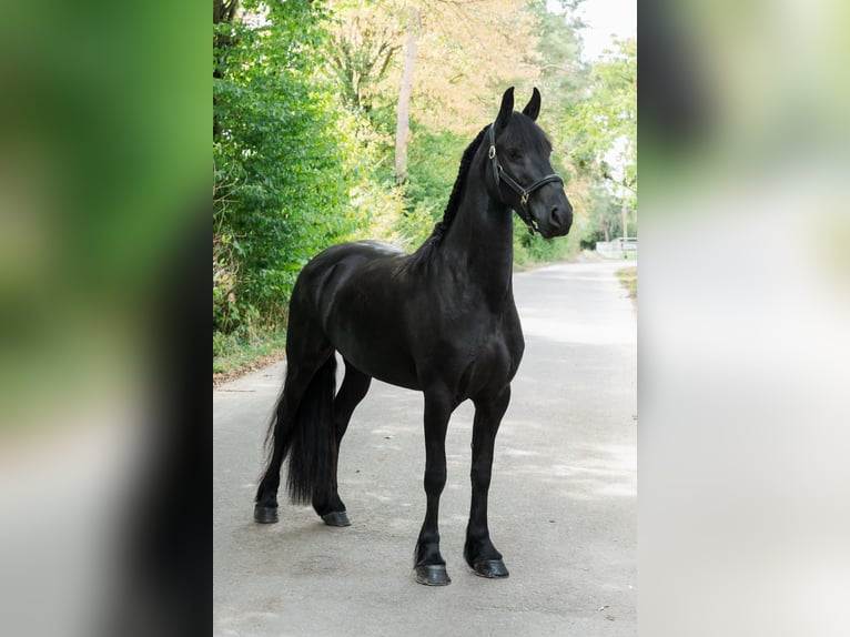 Friesen Stute 3 Jahre 163 cm Rappe in Überherrn
