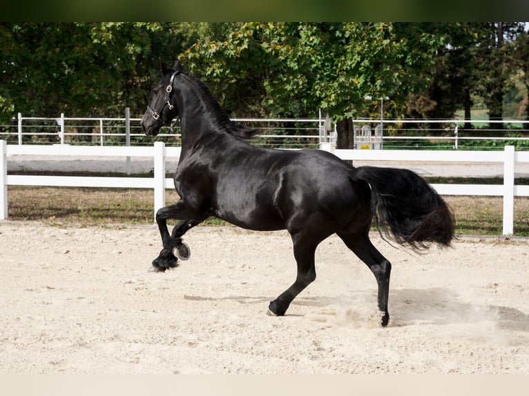 Friesen Stute 3 Jahre 163 cm Rappe in Überherrn