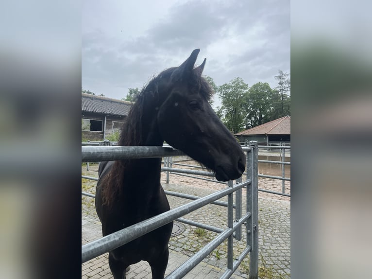 Friesen Stute 3 Jahre 163 cm Rappe in Feldkirchen-Westerham