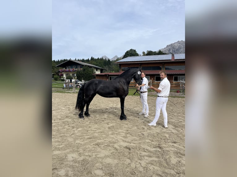 Friesen Stute 3 Jahre 163 cm Rappe in Feldkirchen-Westerham