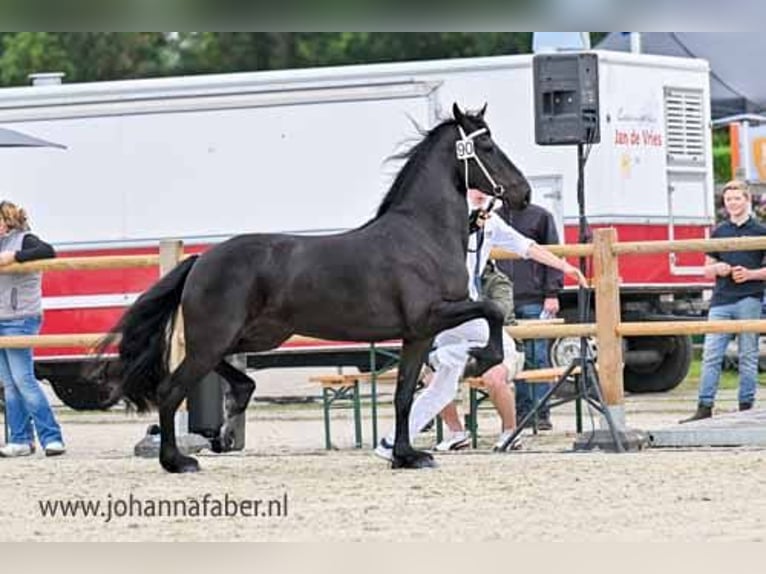 Friesen Stute 3 Jahre 163 cm Rappe in Elim