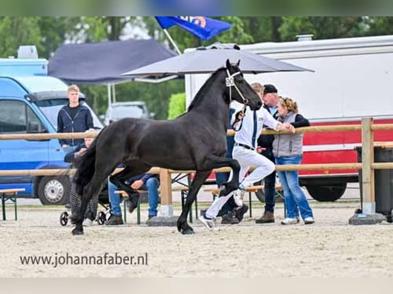 Friesen Stute 3 Jahre 163 cm Rappe in Elim