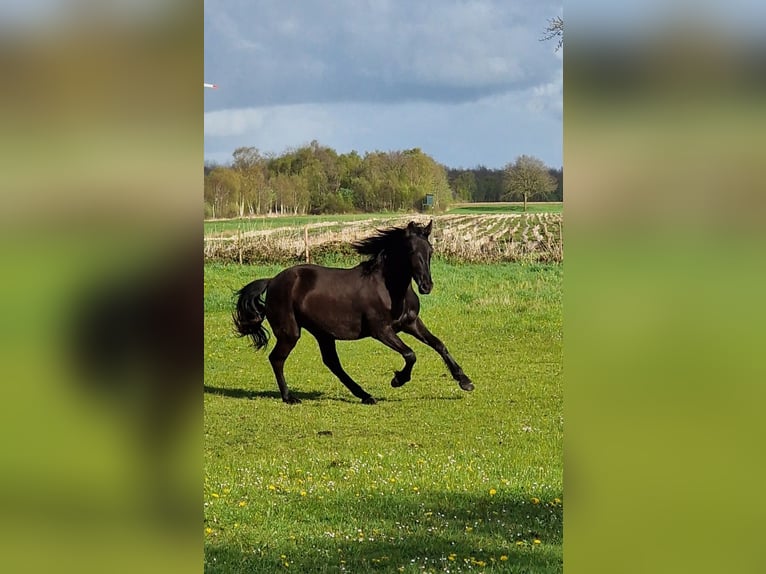 Friesen Mix Stute 3 Jahre 165 cm Rappe in Südbrookmerland Victorbur