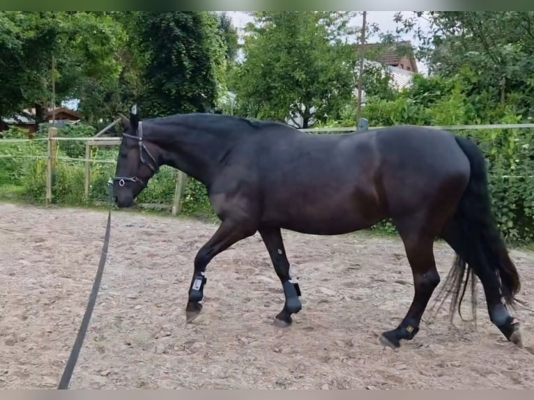 Friesen Mix Stute 3 Jahre 165 cm Rappe in Südbrookmerland Victorbur