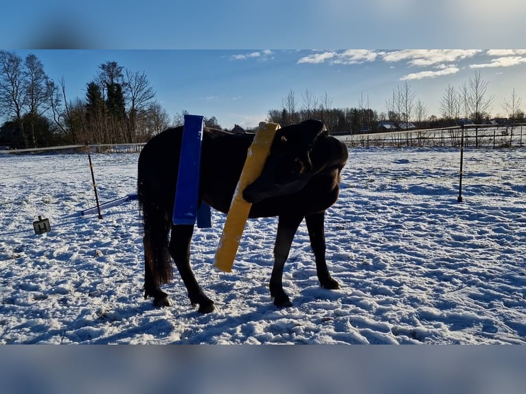 Friesen Mix Stute 3 Jahre 165 cm Rappe in Südbrookmerland Victorbur