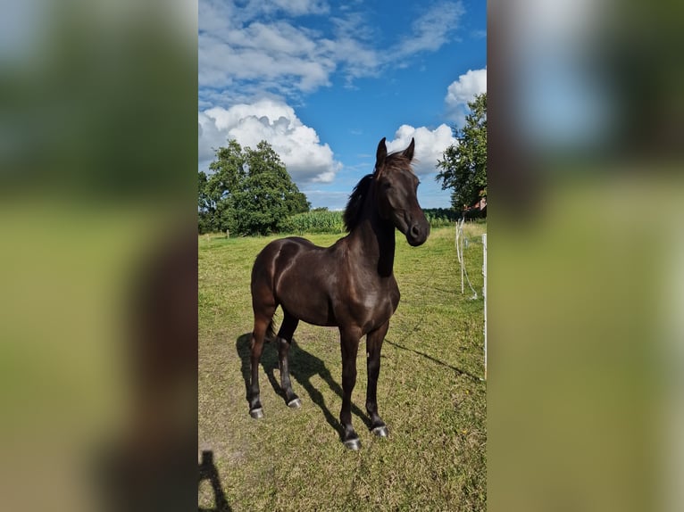 Friesen Mix Stute 3 Jahre 165 cm Rappe in Südbrookmerland Victorbur