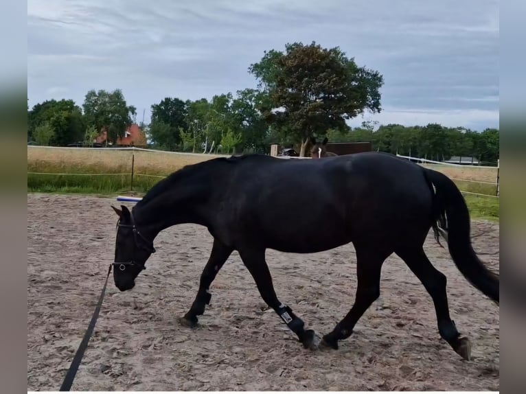 Friesen Mix Stute 3 Jahre 165 cm Rappe in Südbrookmerland Victorbur