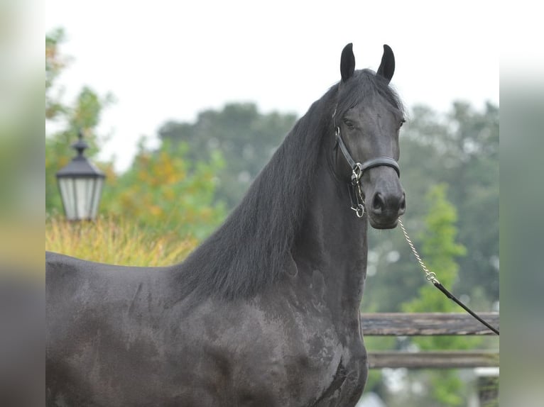 Friesen Stute 3 Jahre 165 cm Rappe in Lunteren