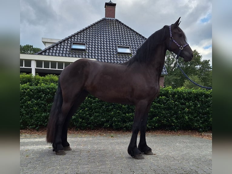 Friesen Stute 3 Jahre 165 cm Rappe in Dalen