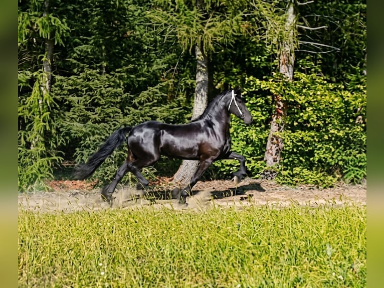 Friesen Stute 3 Jahre 166 cm Rappe in Poświętne
