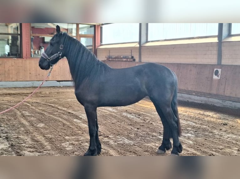 Friesen Stute 3 Jahre 166 cm Rappe in Bad Bentheim