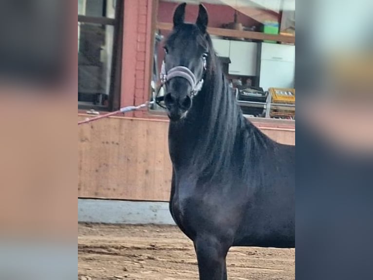 Friesen Stute 3 Jahre 166 cm Rappe in Bad Bentheim