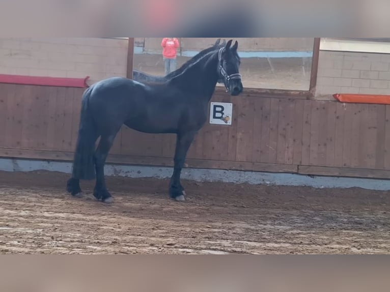 Friesen Stute 3 Jahre 166 cm Rappe in Bad Bentheim