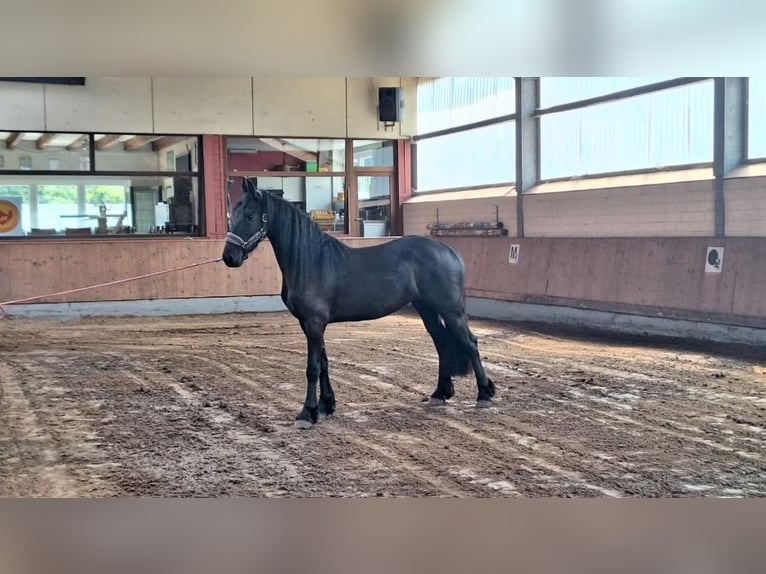 Friesen Stute 3 Jahre 166 cm Rappe in Bad Bentheim