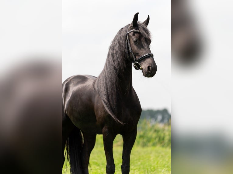 Friesen Stute 3 Jahre 166 cm Rappe in Beek en Donk